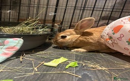 Rex rabbits for sale: Female rabbit for rehome - Advert 2