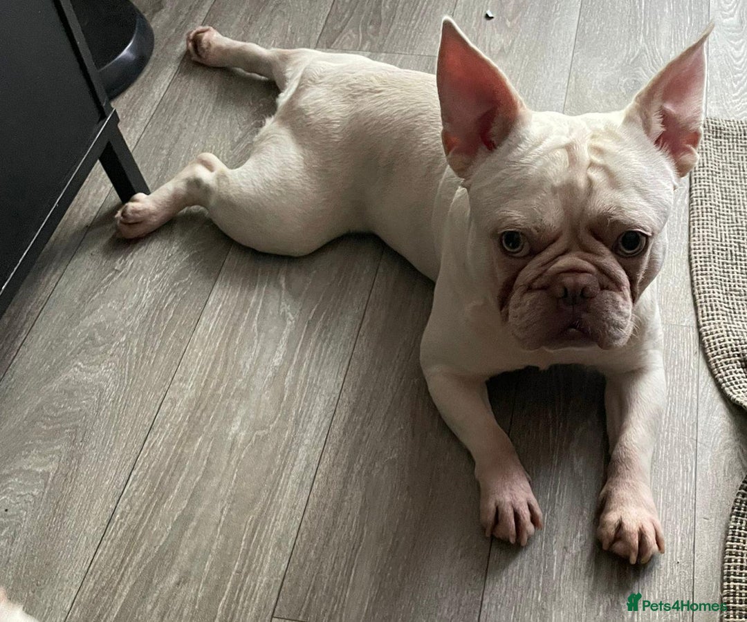 French Bulldog dogs for sale: Platinum Male French bulldog 22 months  - Image 9