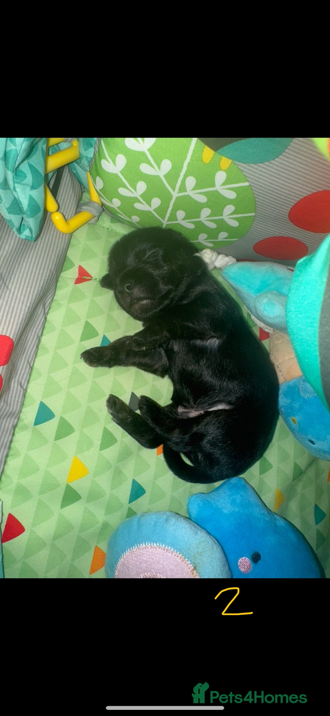 Mixed Breed dogs for sale: French yorkie (frorkie) puppies  - Image 13