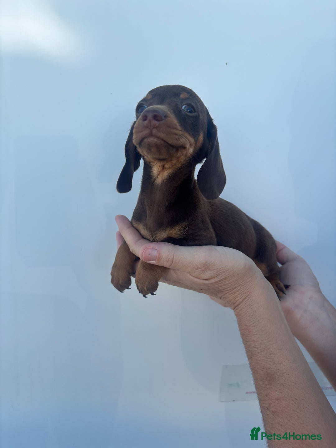 Dachshund dogs for sale: Miniature dachshund puppies  - Image 2