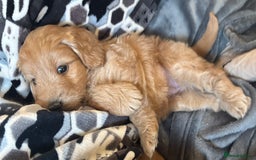 Cockapoo dogs for sale: Cockapoo Puppies – Well Socialised and beautiful  - Advert 19