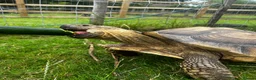 Tortoise reptiles for sale: Sulcata tortoise: 17 years old male  in Cranleigh - Advert 2