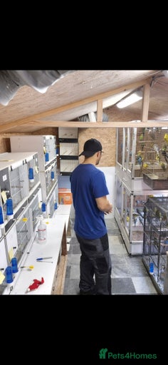 Gallery Image {{count}}