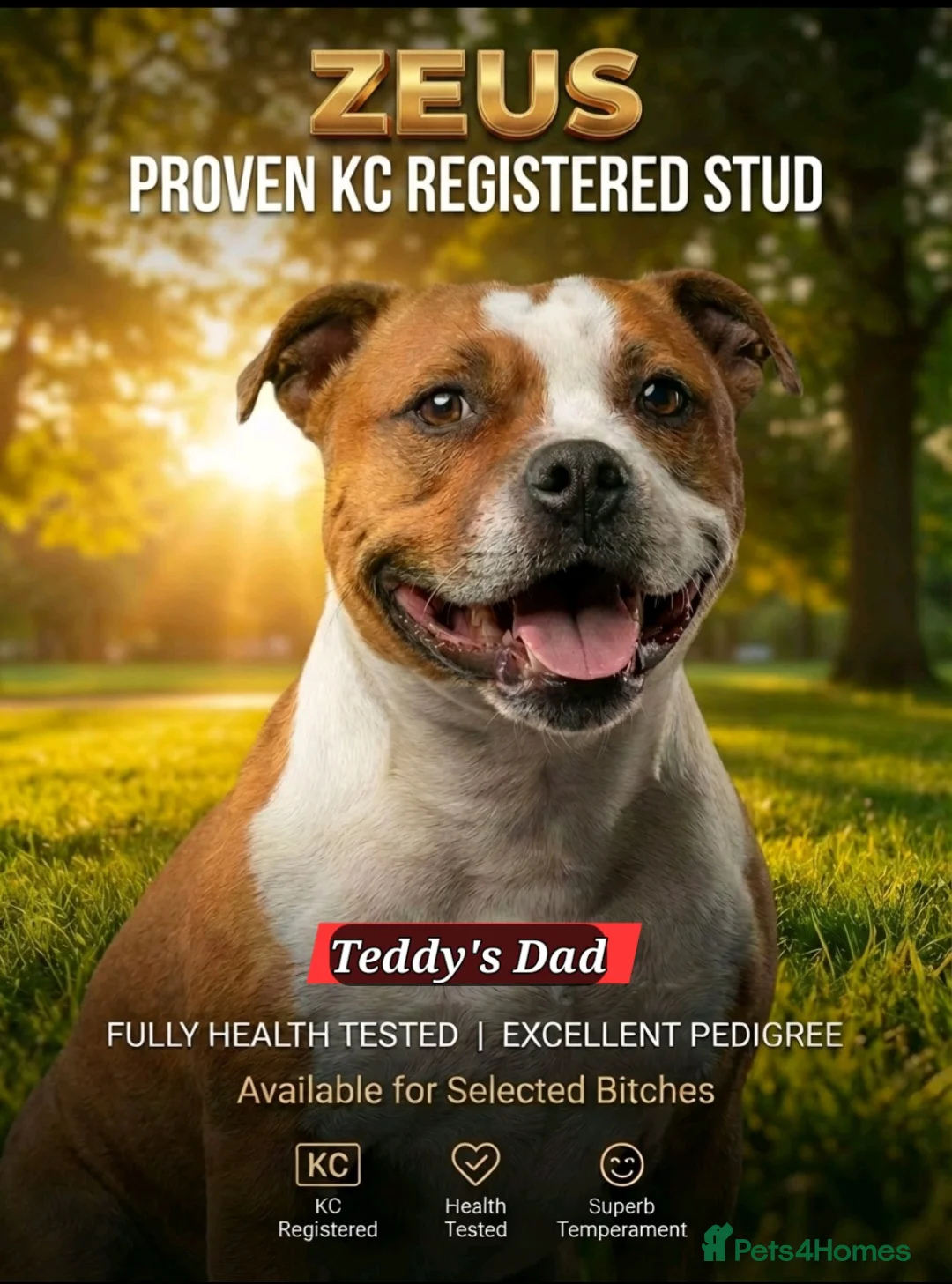 Staffordshire Bull Terrier dogs for stud: 🥨 The Red Dreamteam 🥨 - Advert 5