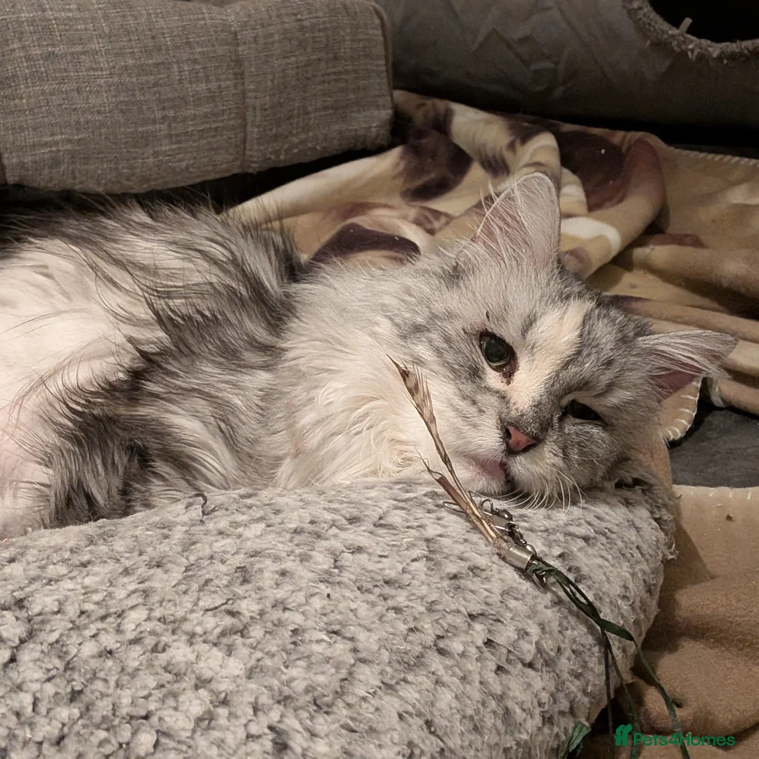 Norwegian Forest Cat cats for adoption: Beautiful Alice is in need of a retirement home - Advert 3
