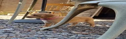Cockerdor dogs for sale: Beautiful Cockerdor puppies  in Wincanton - Advert 18