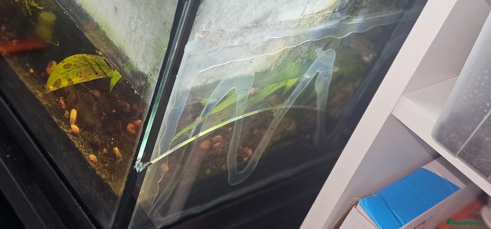Skink reptiles Male and female pair of red eyed crocodile skinks - Advert 2