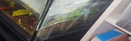 Skink reptiles for sale: Male and female pair of red eyed crocodile skinks - Advert 2