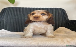 Cocker Spaniel dogs for sale: KC registered Show Type Cocker Spaniel Pups - Image 12