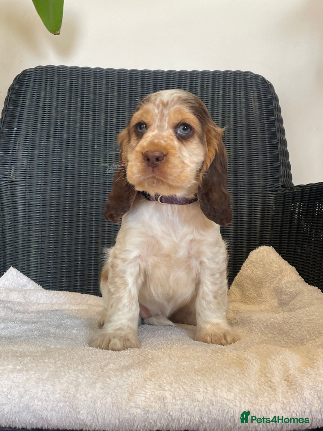 Cocker Spaniel dogs for sale: KC registered Show Type Cocker Spaniel Pups - Image 12