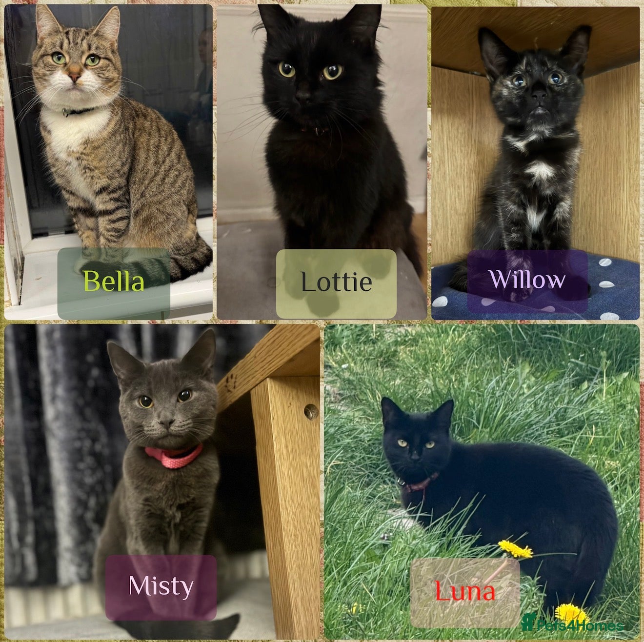 Mixed Breed cats Five beautiful cats!! - Advert 2