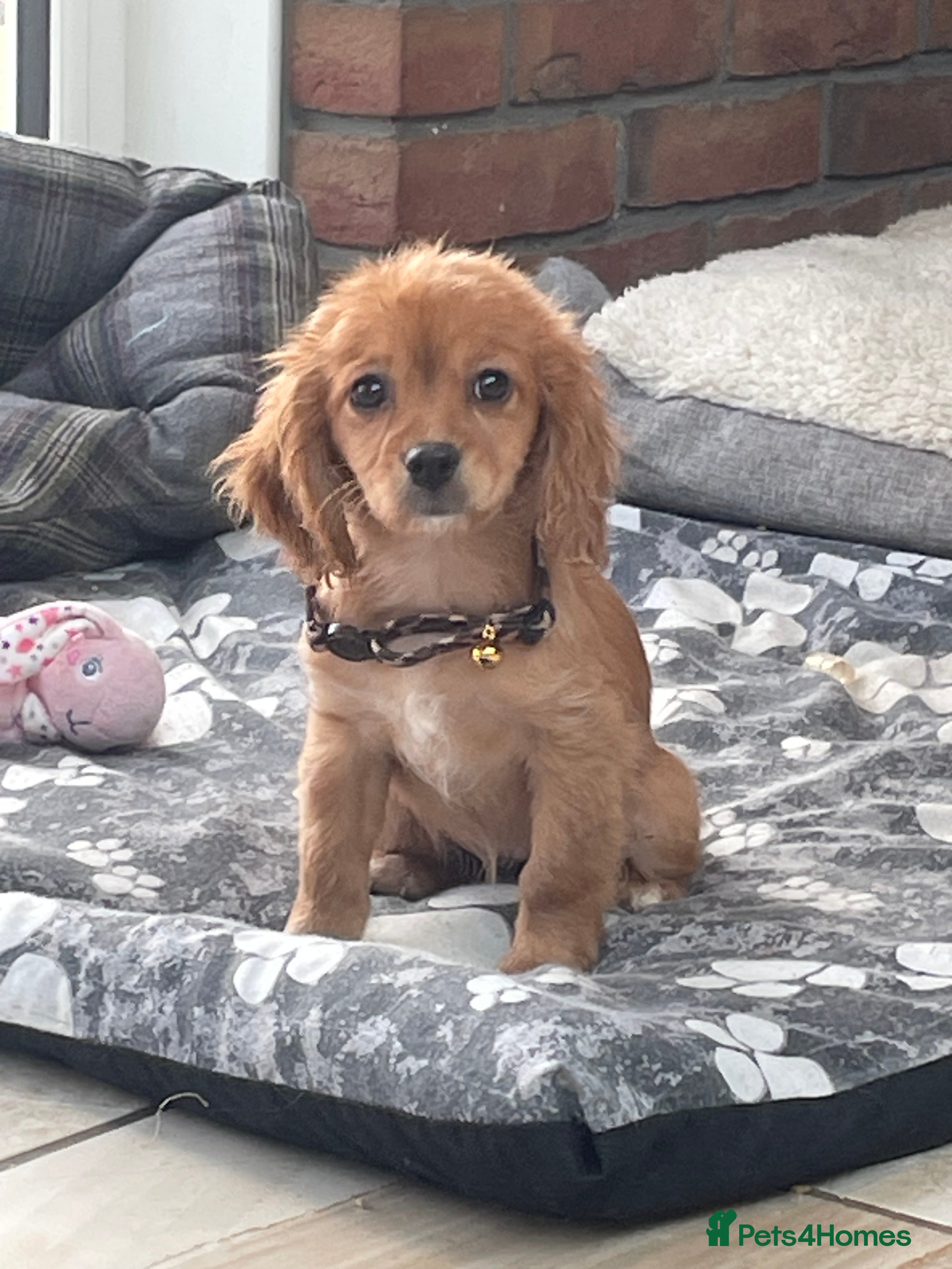 Cavalier King Charles Spaniel dogs Boy and girls available  - Advert 5