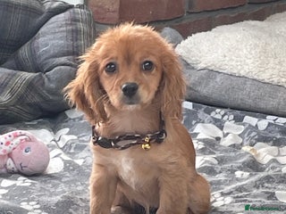 Cavalier King Charles Spaniel dogs Boy and girls available - Advert 9
