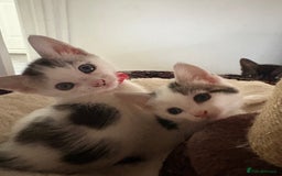 Mixed Breed cats for sale: Beautiful mixed breed kittens - Image 24