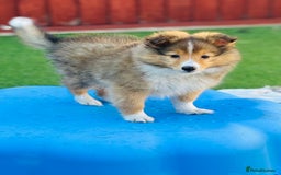Shetland Sheepdog dogs for sale: Beautiful Shetland Sheepdog Puppies  in Goole - Image 14