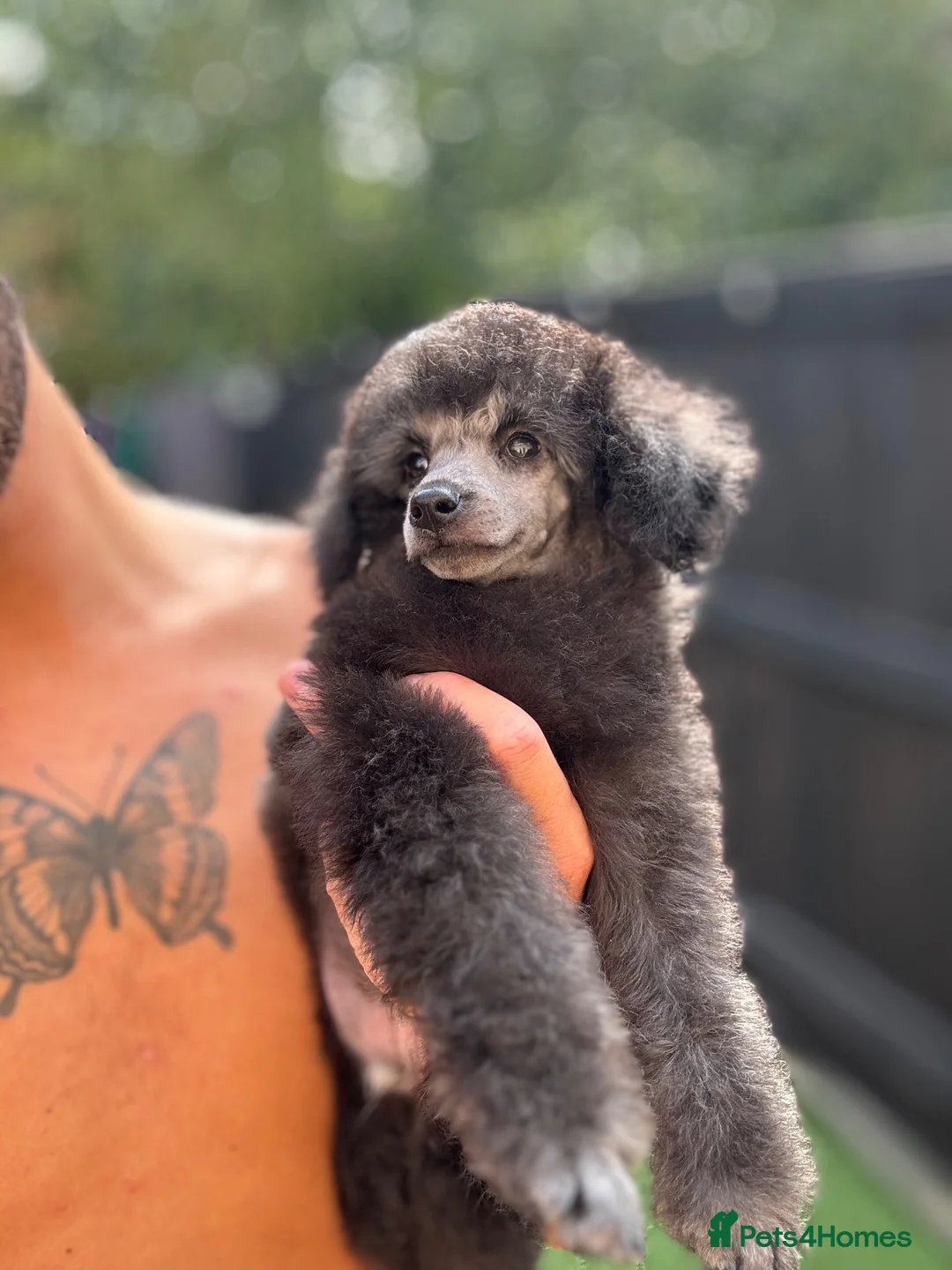 Toy Poodle dogs for sale: Silver Toy Poodle  - Advert 2