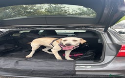 Labrador Retriever dogs for sale: Labrador retriever - Image 3