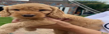 Cockapoo 4