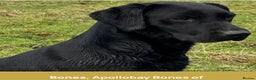 Labrador Retriever dogs for sale: Stunning litter of 9 black Labrador puppies - Advert 5
