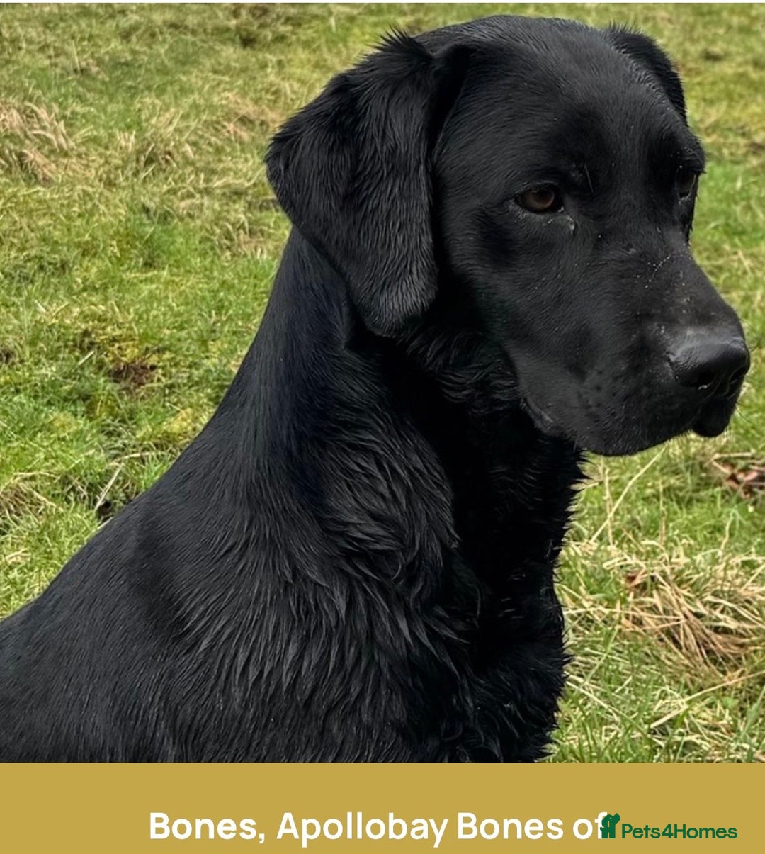 Labrador Retriever dogs for sale: Stunning litter of 9 black Labrador puppies - Advert 5