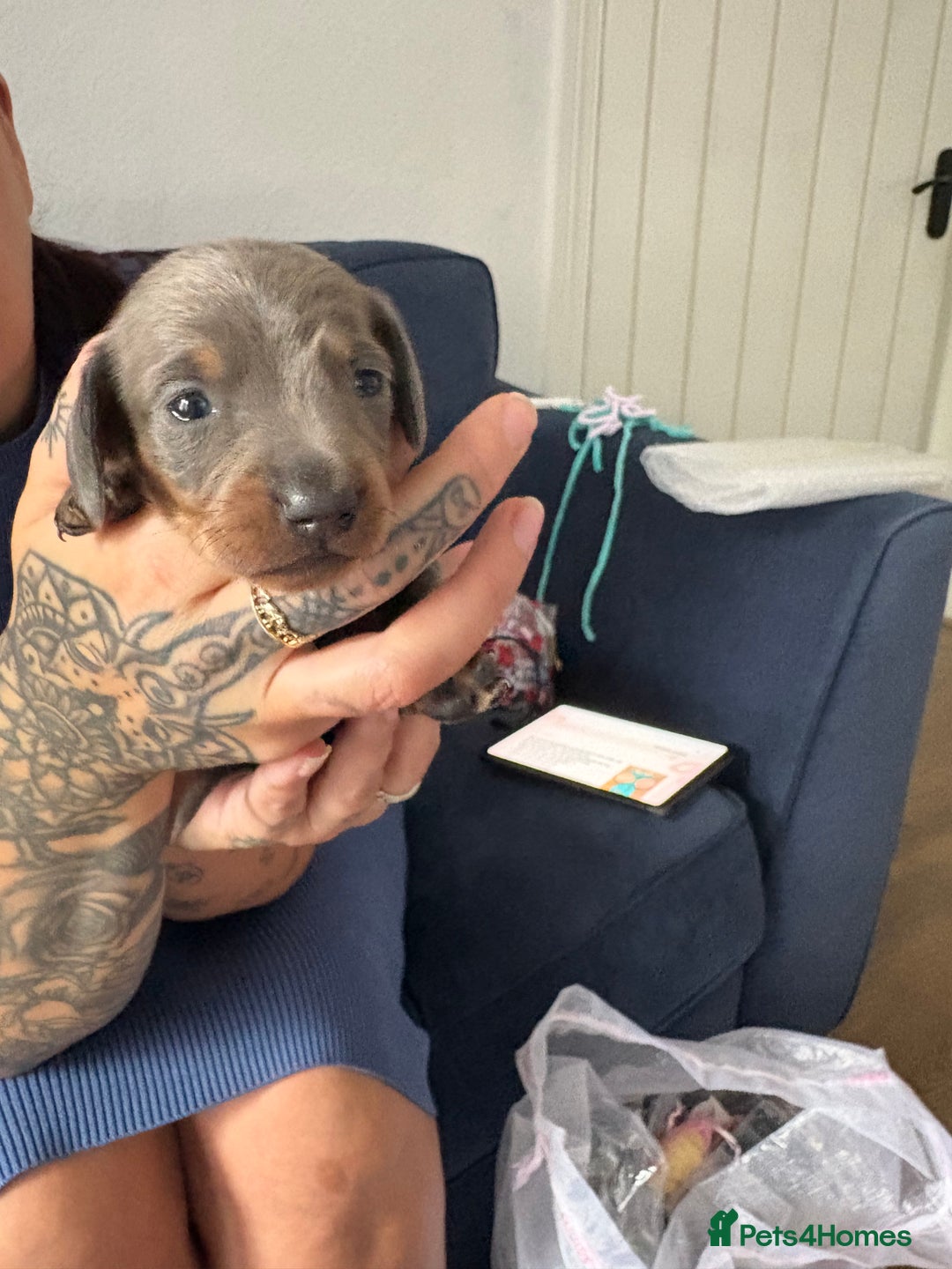 Miniature Dachshund dogs for sale: Miniature smooth haired dachshund  - Image 5