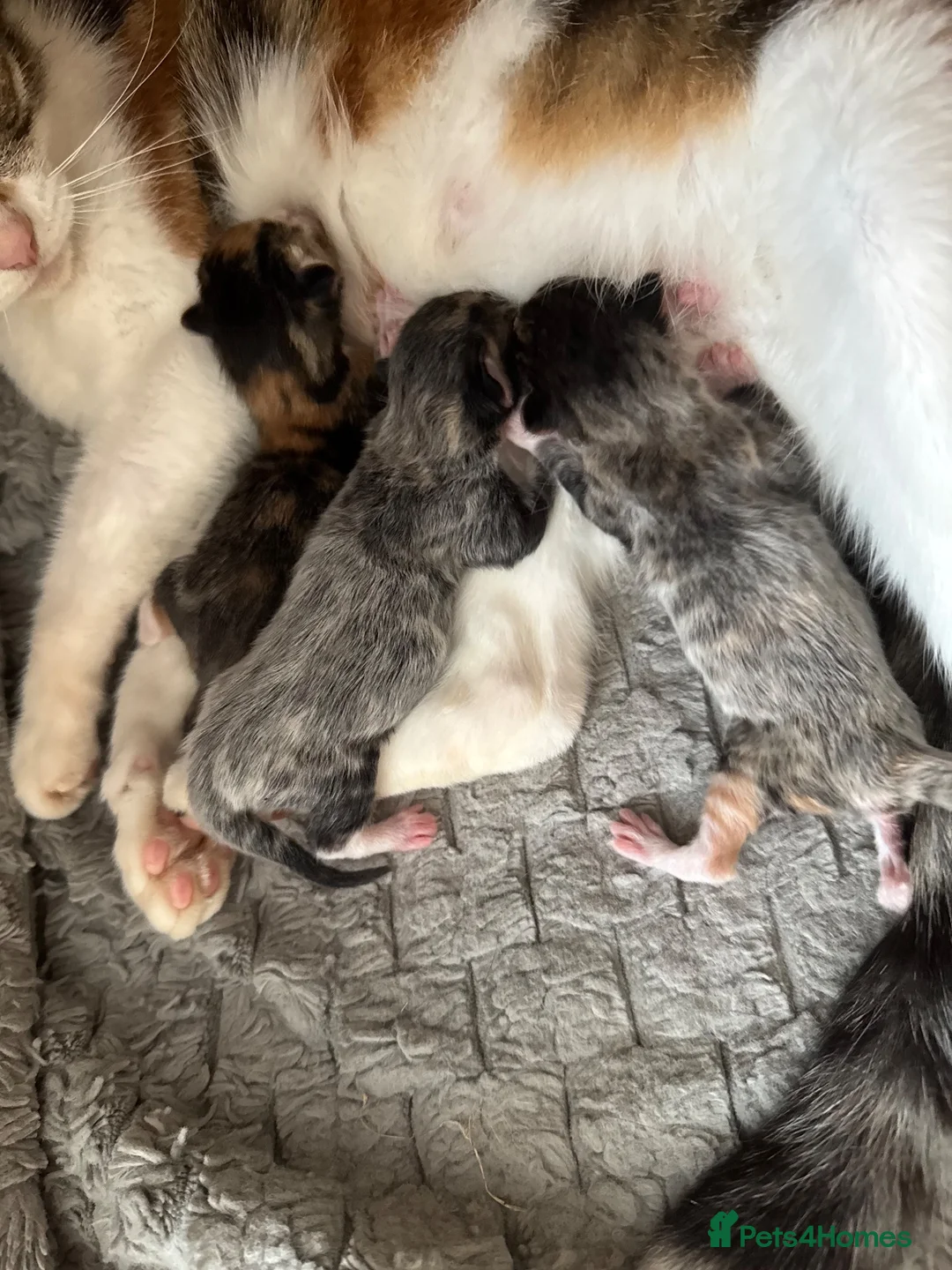 Mixed Breed cats for sale: 4 beautiful kittens - Advert 1
