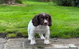 English Springer Spaniel dogs for sale: READY TO GO KC REG ESS PUPPIES - Image 4