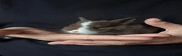 Mixed Breed rabbits for sale: 7 Gorgeous Lionhead Mix Baby Rabbits in Leighton Buzzard - Advert 4