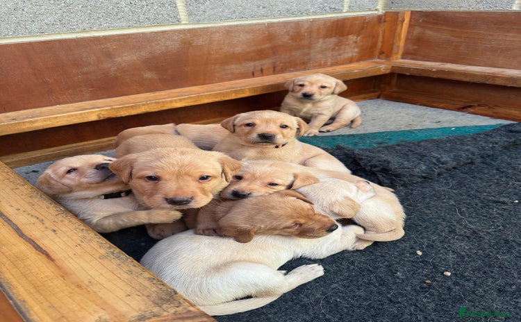Labrador Retriever dogs - Advert 8
