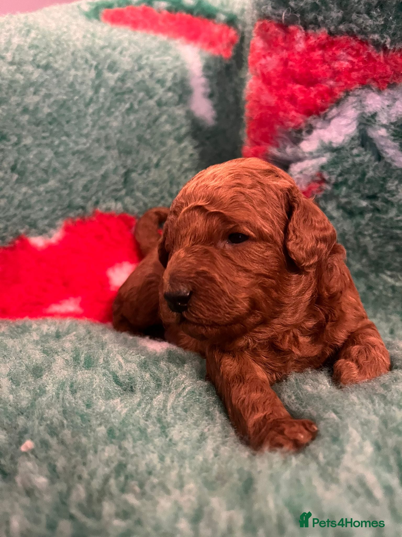 Miniature Poodle dogs Gorgeous Pedigree Poodle Pups for Sale! - Advert 2