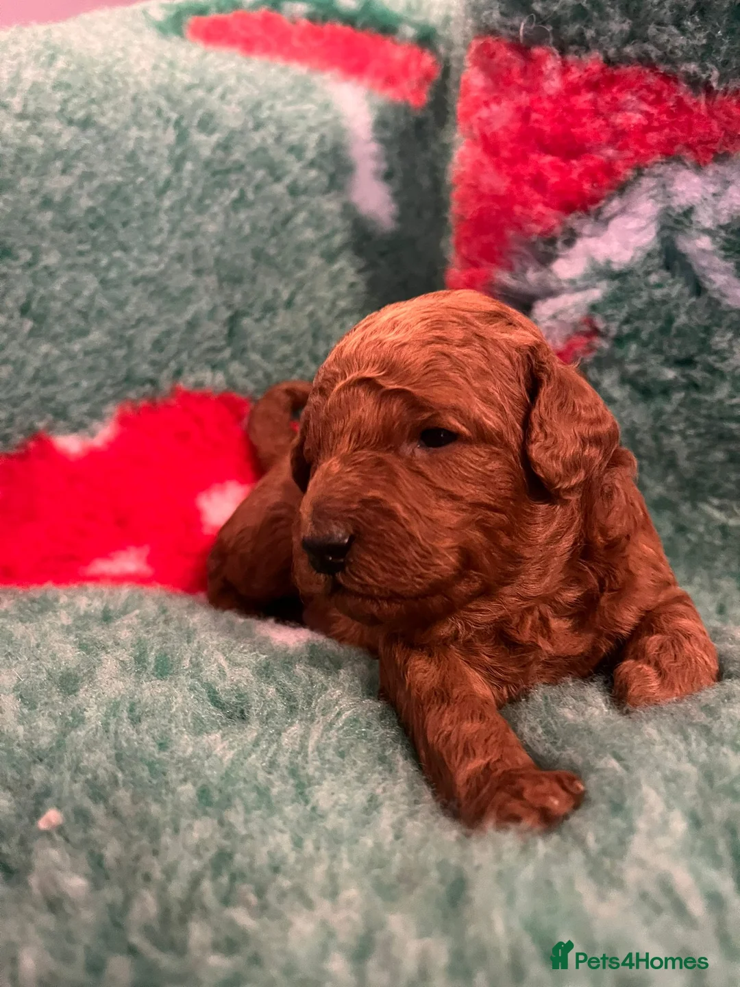 Miniature Poodle dogs for sale: Gorgeous Pedigree Poodle Pups for Sale! - Advert 1