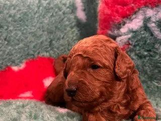 Miniature Poodle dogs Gorgeous Pedigree Poodle Pups for Sale! - Advert 2