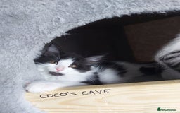 Maine Coon cats for sale: Beautiful X Maine-coon kittens 😸 ♥️ 😍 ❤️ - Image 12