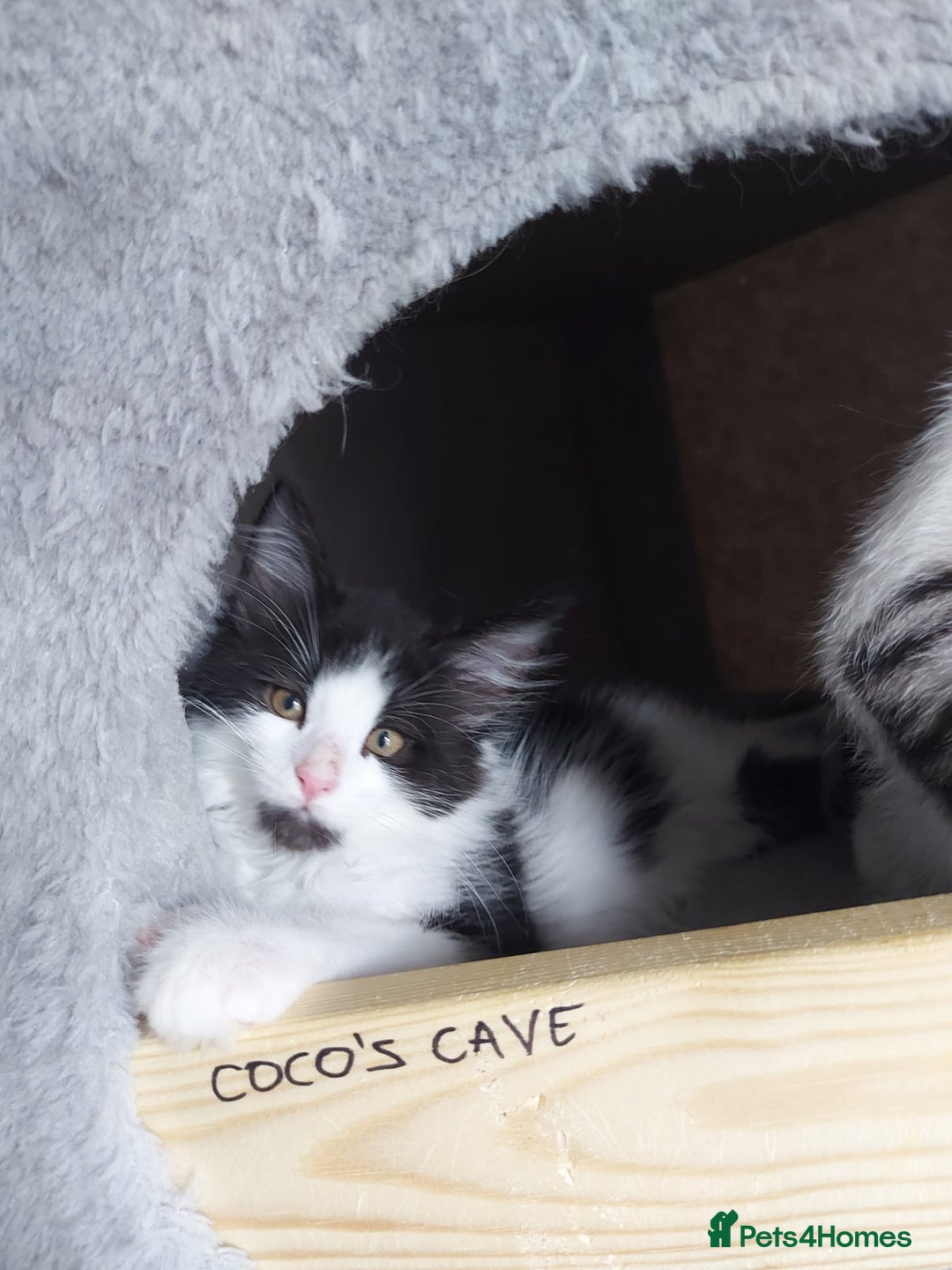 Maine Coon cats for sale: Beautiful X Maine-coon kittens 😸 ♥️ 😍 ❤️ - Image 12