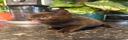Domestic Shorthair cats for sale: Beautiful Kittens!  - Advert 15