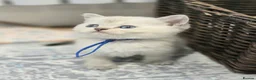 British Shorthair cats for sale: Beautiful White British Shorthair adorable Kittens - Advert 10