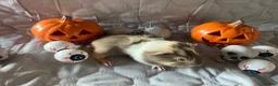 Guinea Pig rodents for sale: Skinny pigs sows & funky boys  - Advert 21