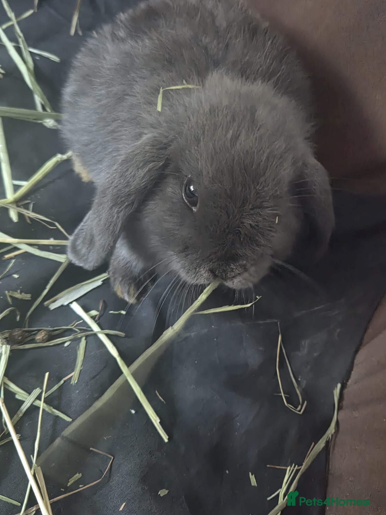 Mini Lop rabbits Baby min lops the last 3 - Advert 13