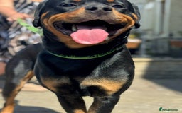 Rottweiler dogs for sale: Rottweiler looking for new home in Accrington - Image 8