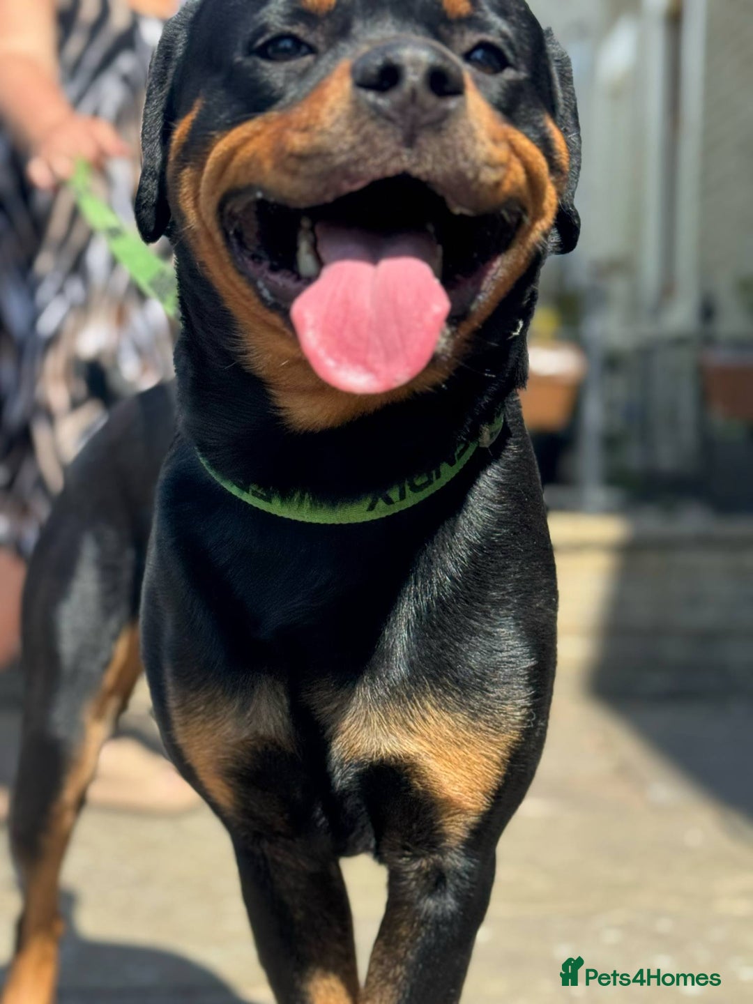 Rottweiler dogs for sale: Rottweiler looking for new home in Accrington - Image 8