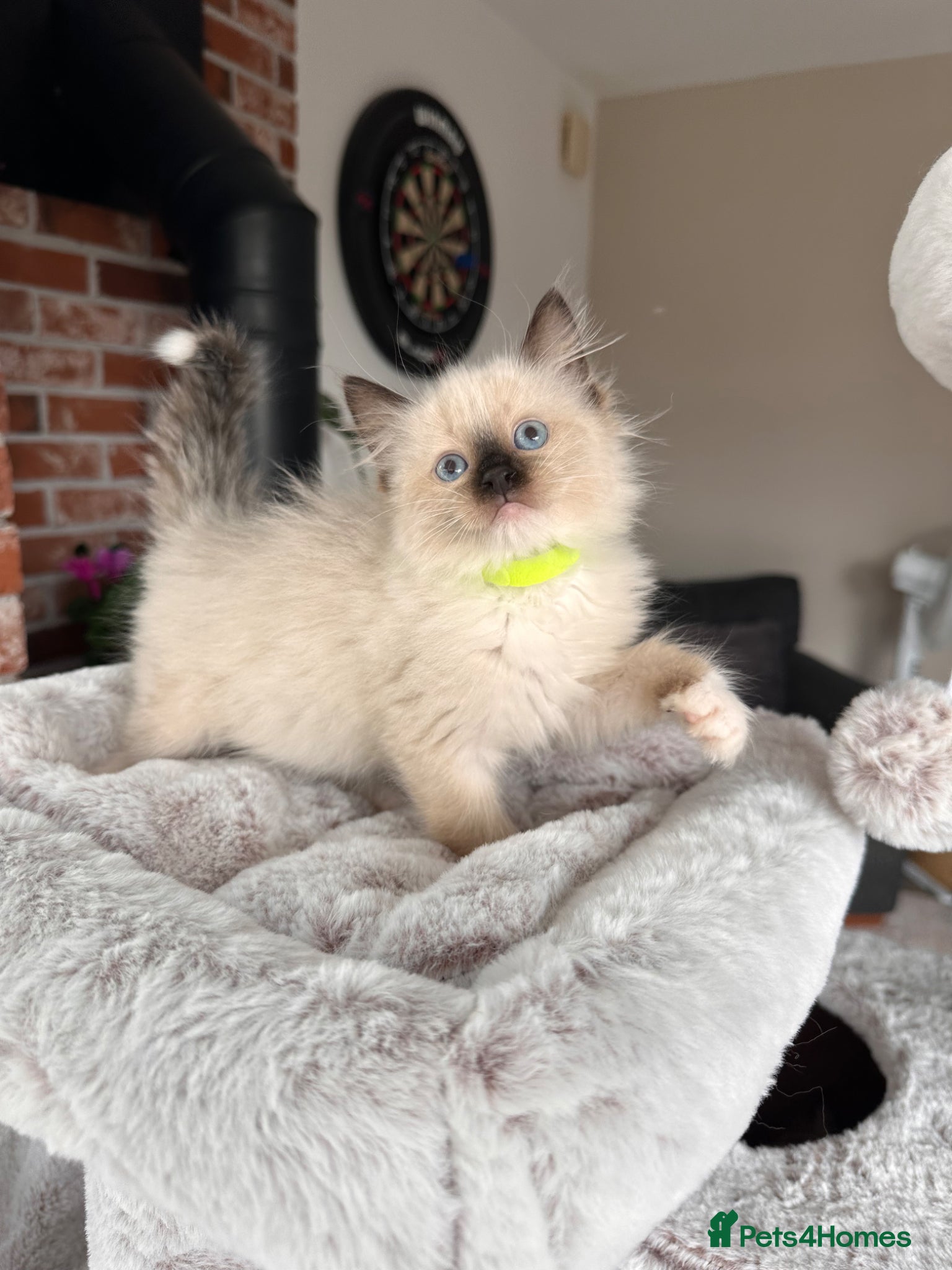 Ragdoll cats Ready Now! Last little Girl Xx - Advert 15