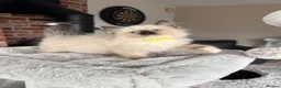 Ragdoll cats for sale: Ready Now! Beautiful Ragdoll Kittens! Xx  - Advert 11