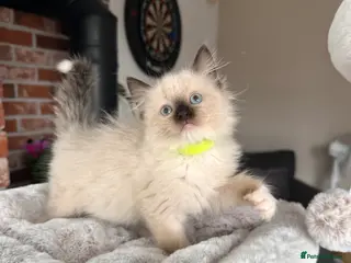 Ragdoll cats Ready Now! Last little Girl Xx - Advert 15