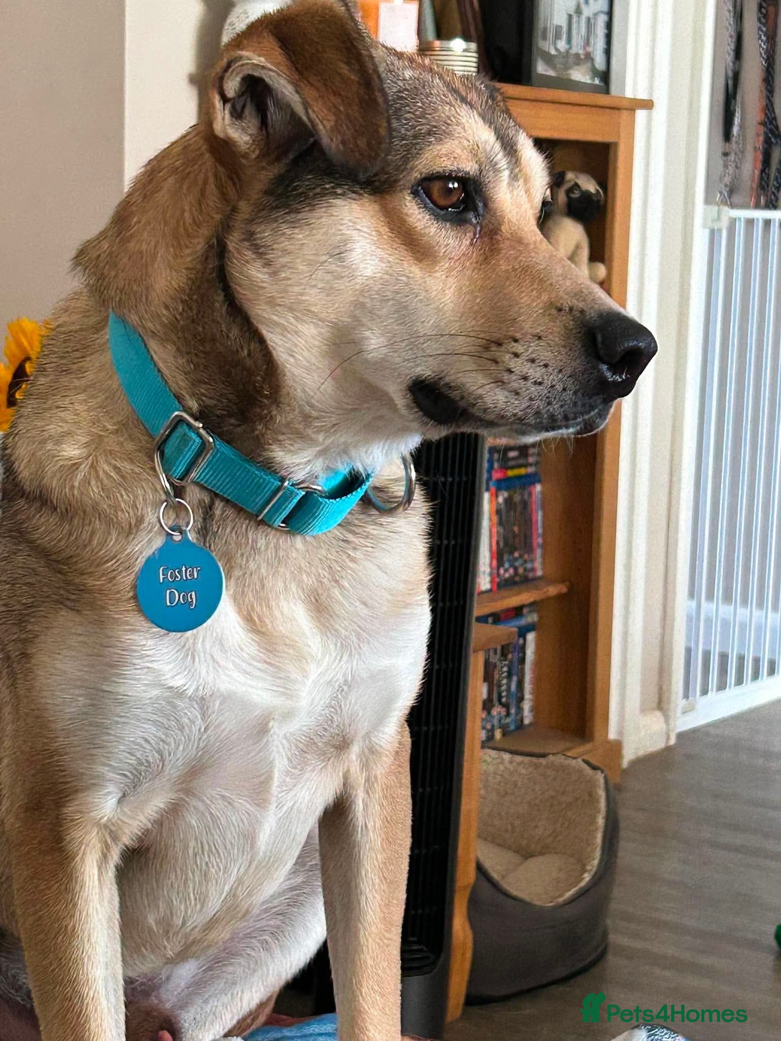 Mixed Breed dogs MARLEY - FOR ADOPTION  - Advert 2