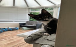 Maine Coon cats for sale: Very Cute adorable kitten urgently for sell - Image 3