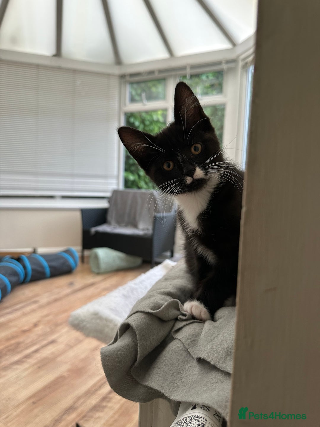 Maine Coon cats for sale: Very Cute adorable kitten urgently for sell - Image 3