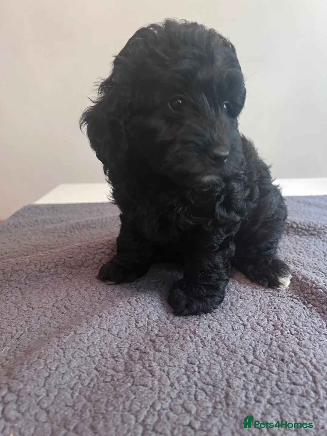 Cockapoo dogs for sale: 🐶 Beautiful F1B Cockapoo Puppies 🐶 - Advert 38