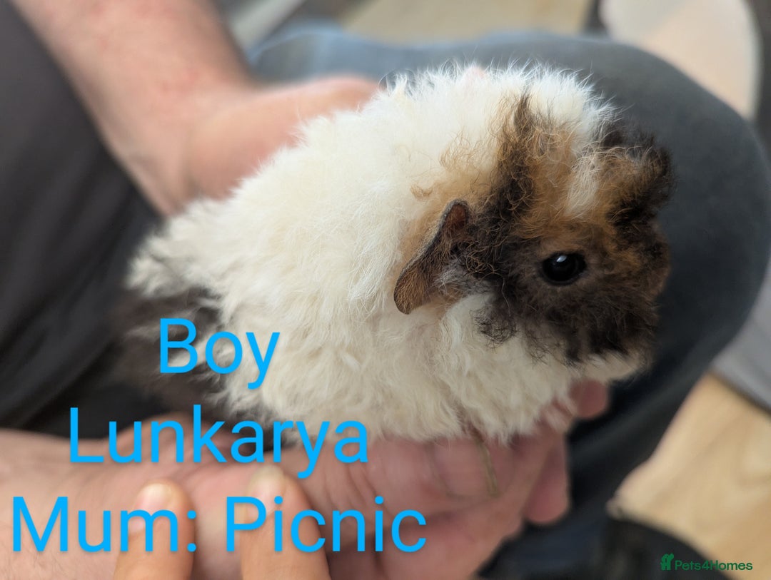 Guinea Pig rodents for sale: Stunning baby guinea pigs! Lunkarya/Abyssinian/sh  - Image 10