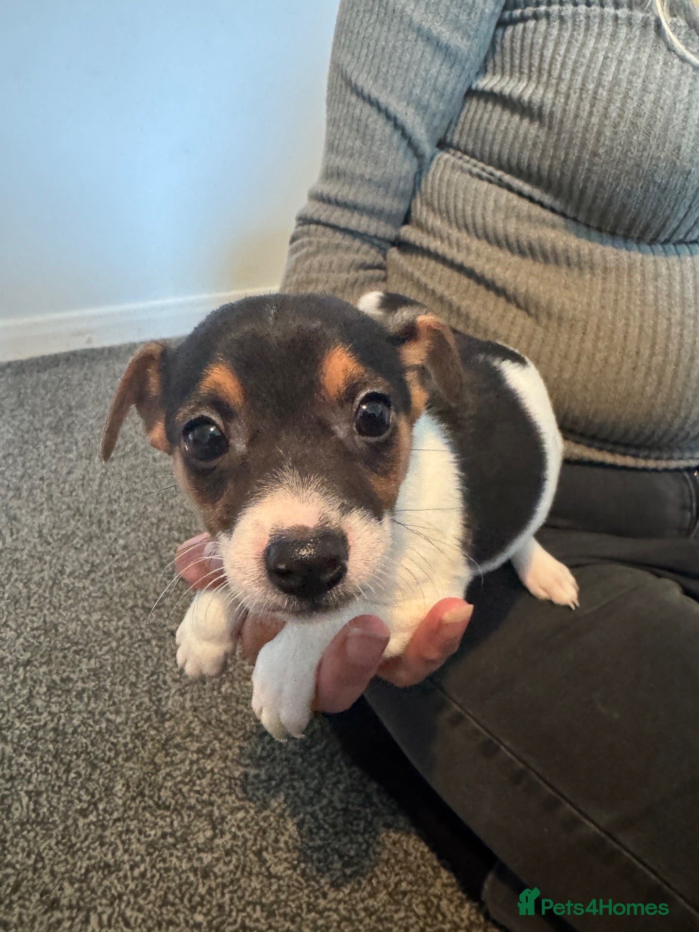 Jack Russell dogs Short legged Jack Russel puppies.  - Advert 4