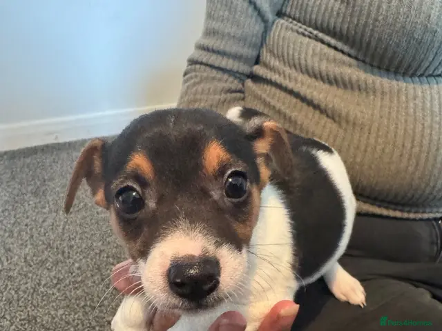 Jack Russell dogs Short legged Jack Russel puppies. - Advert 4